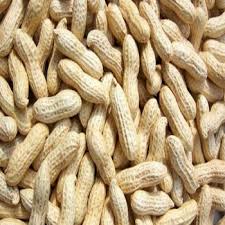 Fresh Groundnuts (Peanuts)