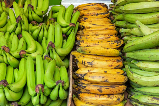 Green Plantains (Unripe Plantains)