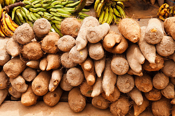 Fresh Yam Tubers