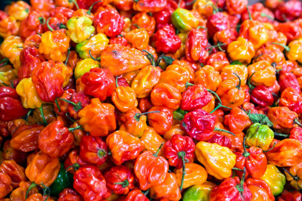 Fresh Africa Red Pepper